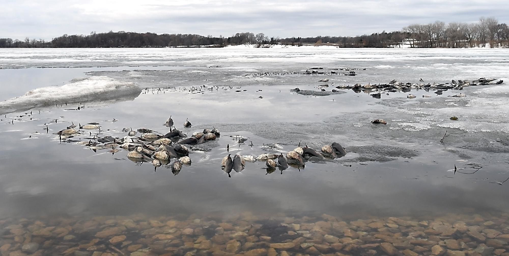 Fish kill Eagle Lake